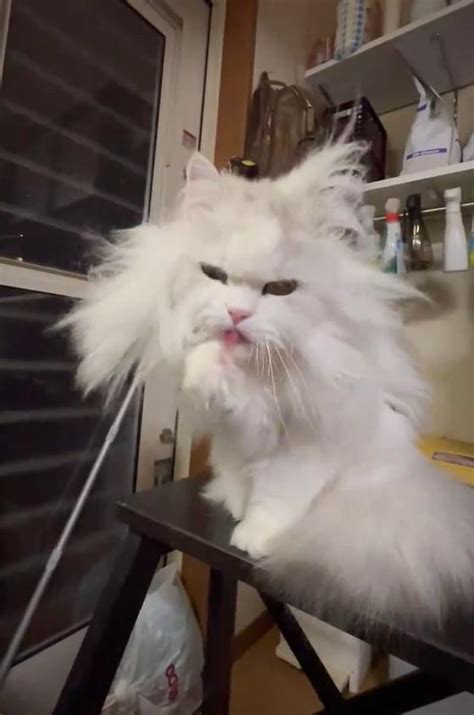 limo masahista twitter|「応援したくなる」と話題の猫の毛づくろい 爆笑の映像が433万 .